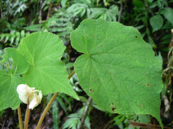 B. lyallii var. pubescens